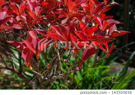 紅色豆瓣杜鵑 紅色豆瓣杜鵑 143503656