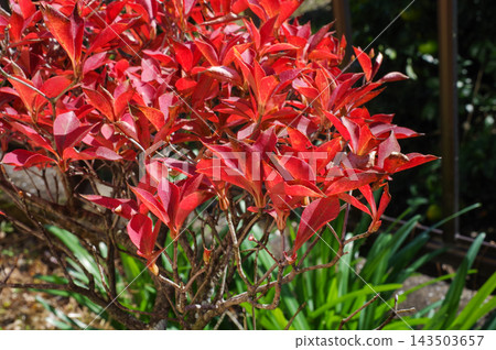 紅色豆瓣杜鵑 紅色豆瓣杜鵑 143503657