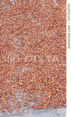 Reddish brown clove grains lie across broad gray surface in close overhead view. Drying harvest forms dense clusters and irregular openings, creating richly textured agricultural pattern. Reddish brown clove grains lie across broad gray surface in close overhead view. Drying harvest forms dense clusters and irregular openings, creating richly textured agricultural pattern. 143504284