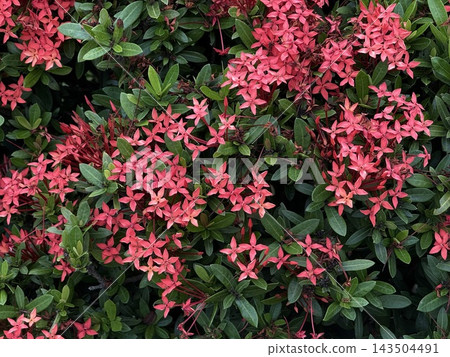 Pink Ixora Flowers Blooming in Tropical Garden 143504491