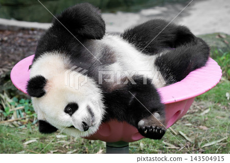 Chongqing Zoo, China: Cute giant pandas relaxing on pink playground equipment. Chongqing Zoo, China: Cute giant pandas relaxing on pink playground equipment. 143504915