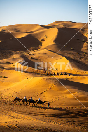 A group of camels walks across the sand dunes in the Sahara desert of Morocco. The sun shines brightly as the caravan travels. A guide leads the way along the sandy paths. A group of camels walks across the sand dunes in the Sahara desert of Morocco. The sun shines brightly as the caravan travels. A guide leads the way along the sandy paths. 143505172