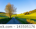 A winding road through green fields in Moravia during spring. Trees line the path, and the sky is bright with clear weather. The landscape is open and inviting. 143505176