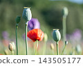 Green poppy buds stand tall among bright red poppies in a field. Bright sunlight shines down, creating a vibrant scene of flowers in various stages of bloom. 143505177