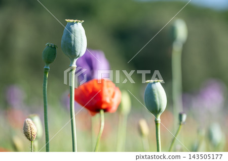 Green poppy buds stand tall among bright red poppies in a field. Bright sunlight shines down, creating a vibrant scene of flowers in various stages of bloom. Green poppy buds stand tall among bright red poppies in a field. Bright sunlight shines down, creating a vibrant scene of flowers in various stages of bloom. 143505177