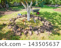 Gardening work in an organic orchard. 143505637