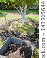 Gardening work in an organic orchard. 143505644