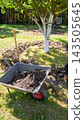 Gardening work in an organic orchard. 143505645