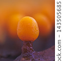 Slime mold - Trichia varia. It's a small protist organism 143505685