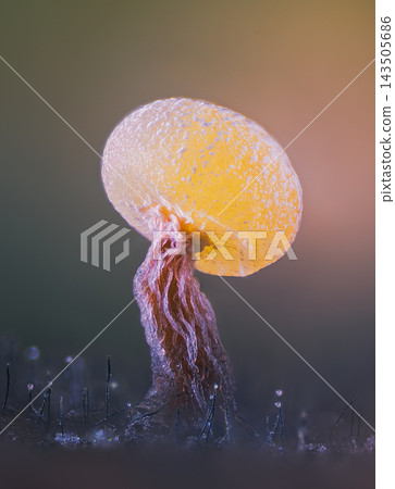 Slime mold - Physarum viride. It's a small protist organism Slime mold - Physarum viride. It's a small protist organism 143505686