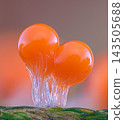 Orange slime mold - Trichia decipiens, it's a small protist organism 143505688