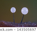 Slime mold - Comatricha nigra. It's a small protist organism 143505697