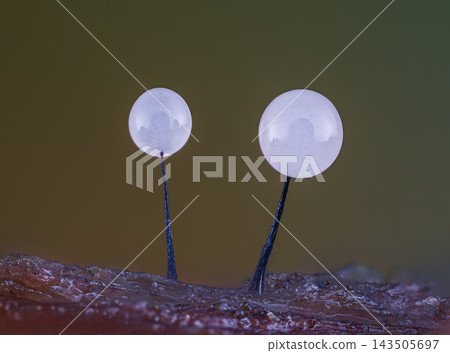 Slime mold - Comatricha nigra. It's a small protist organism Slime mold - Comatricha nigra. It's a small protist organism 143505697