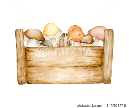 Cute Wooden Box of Autumn Mushrooms. Watercolor hand drawn floral food illustration isolated on white background for farm garden design fall home kitchen textile cozy print crockery cottagecore Cute Wooden Box of Autumn Mushrooms. Watercolor hand drawn floral food illustration isolated on white background for farm garden design fall home kitchen textile cozy print crockery cottagecore 143505756
