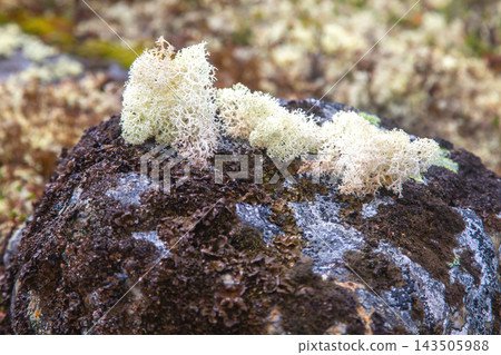Moss and lichen covering a rock surface in Norway during autumn season Moss and lichen covering a rock surface in Norway during autumn season 143505988