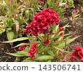 Red Celosia Flower (Cockscomb) Growing in the Garden 143506741
