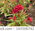 Cluster of Red Celosia Flowers Blooming in the Garden 143506742