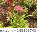 Pinkish Peach Celosia Flower or Cockscomb on the garden 143506743