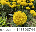 Bright Yellow Marigold Flower in Full Bloom 143506744