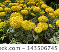 Bed of Yellow Marigold Flowers in the Garden 143506745