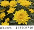 Yellow Chrysanthemum Flower Blooming in the Garden 143506746