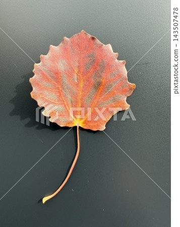 Autumn leaves Autumn leaves 143507478