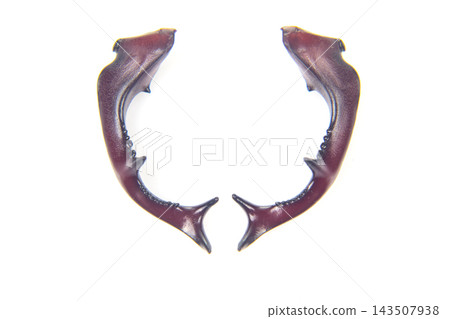 Shark-shaped object made from rubber displayed on white background 143507938