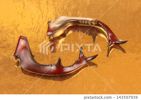 Stag beetle antlers displayed on a shiny golden surface in a close-up view Stag beetle antlers displayed on a shiny golden surface in a close-up view 143507939