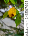 Signs of autumn (Nakajima Park) _6405 143507995
