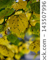 Signs of autumn (Nakajima Park) _6409 143507996