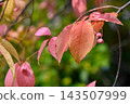 Signs of autumn (Nakajima Park) _6476 143507999