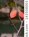 Signs of autumn (Sapporo Kamogawa River) _6505 143508003