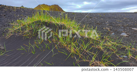 Grass growing on black sand in Iceland during cloudy weather Grass growing on black sand in Iceland during cloudy weather 143508007