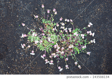 Wildflowers grow on dark soil in Iceland during summer 143508134