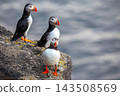 Puffins gather on a rocky shore in Iceland during a sunny day by the ocean 143508569