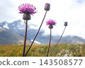 Wild purple flowers bloom in Norway mountain landscape during summer season 143508577
