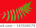 Green leaf on red background with clear details of leaf structure and shape 143508579