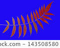 Red leaves on a blue background in an artistic display during the afternoon 143508580