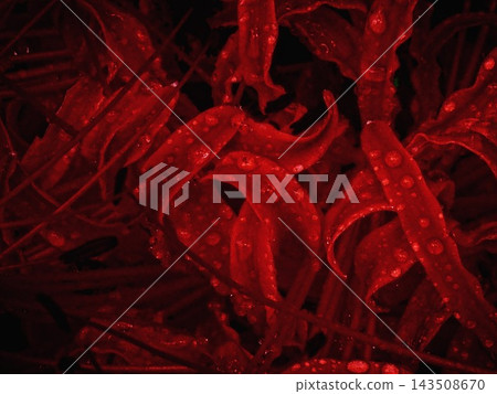 鮮豔的紅色花朵 鮮豔的紅色花朵 143508670