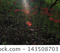 Landscape with cluster amaryllis 143508703