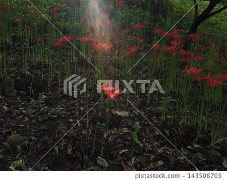 希根花的風景 希根花的風景 143508703
