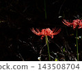 Cluster amaryllis floating in the dark 143508704