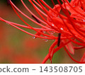 red spider lily 143508705