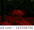 Cluster amaryllis floating in the dark 143508706
