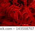 red spider lily 143508707