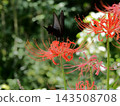 Red cluster amaryllis and cucurbit 143508708