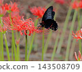 Swallowtail butterflies smoking honeybred flower nectar 143508709