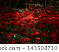 red spider lily 143508710