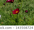 Red cosmos 143508724