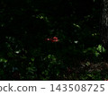 Flowers illuminated by light 143508725